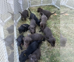 Labrador Retriever Puppy for Sale in JUNCTION CITY, Oregon USA