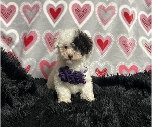 Poodle (Toy) Puppy for sale in JEFFERSONVILLE, IN, USA