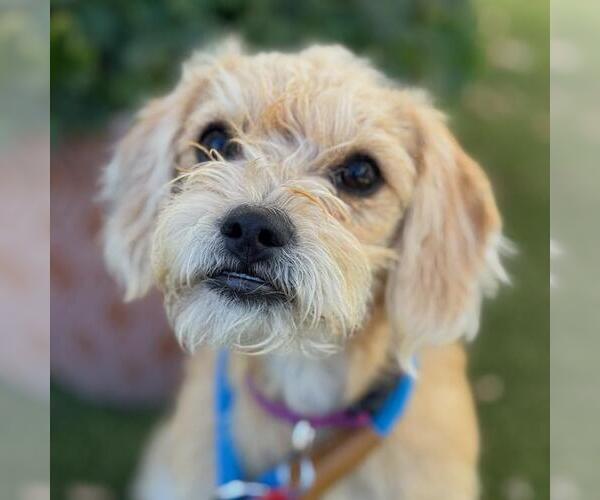Medium Photo #2 Maltipoo Puppy For Sale in San Diego, CA, USA