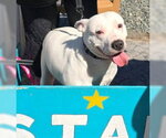 Small #3 American Pit Bull Terrier-Staffordshire Bull Terrier Mix
