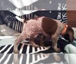 Small Photo #3 German Shorthaired Pointer Puppy For Sale in FORESTON, MN, USA