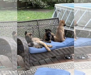 Malinois Puppy for sale in MORRIS, IL, USA