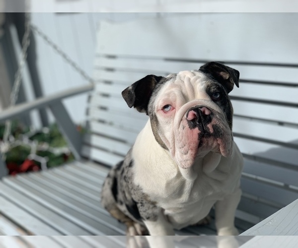 Medium Photo #3 English Bulldog Puppy For Sale in BLOOMFIELD, NM, USA