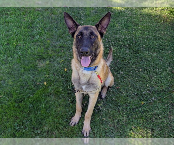 Medium Photo #2 Mutt Puppy For Sale in San Clemente, CA, USA