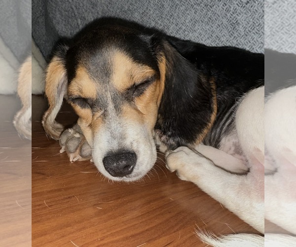 Medium Photo #6 Beagle Puppy For Sale in Dunnellon, FL, USA