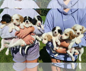 English Setter Puppy for sale in HANCOCK, MN, USA