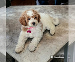 Puppy 0 Cavapoo-Poodle (Toy) Mix
