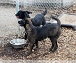 Small #6 Labrador Retriever