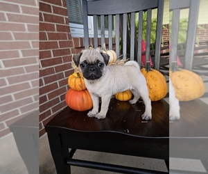 Pug Puppy for sale in WOMELSDORF, PA, USA