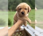 Small #1 Labrador Retriever