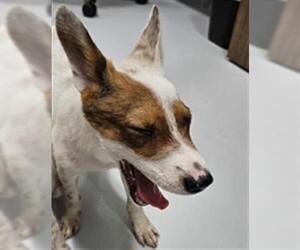 Mutt Dogs for adoption in Temple, TX, USA