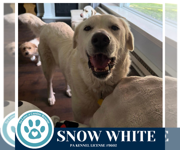 Medium Photo #4 Great Pyrenees-Unknown Mix Puppy For Sale in Kimberton, PA, USA