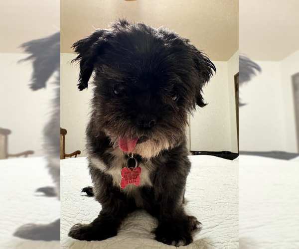 Medium Photo #4 Shih Tzu Puppy For Sale in San Diego, CA, USA