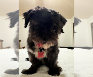 Chewy - Male Shih Tzu Dog for Adoption - Photo #4