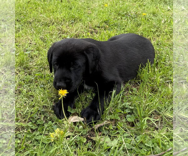 Medium Photo #5 Labrador Retriever-Unknown Mix Puppy For Sale in Stevens Point, WI, USA
