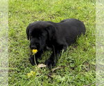 Small #4 Labrador Retriever Mix