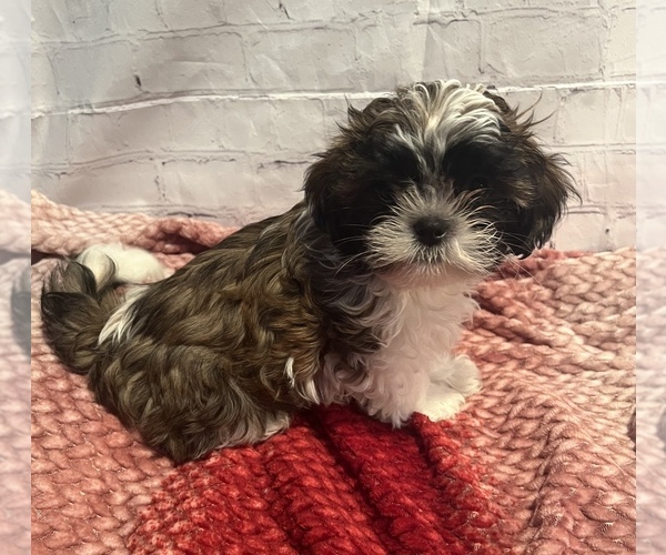 Medium Photo #5 Shih Tzu Puppy For Sale in ROSEVILLE, OH, USA