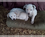 Small Photo #9 American Pit Bull Terrier-Labrador Retriever Mix Puppy For Sale in MOORESBORO, NC, USA