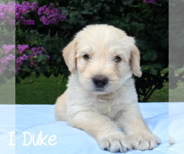 Medium Photo #1 Labradoodle-Poodle (Standard) Mix Puppy For Sale in LINDEN, TN, USA