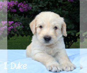 Medium Labradoodle-Poodle (Standard) Mix