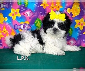 Mal-Shi Puppy for sale in WINNSBORO, LA, USA