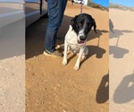 Small #2 Lab-Pointer