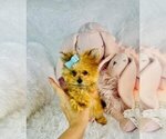 Small #4 Morkie
