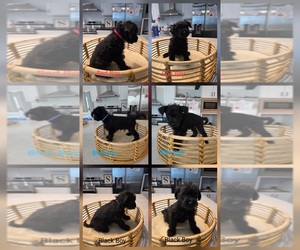 Schnoodle (Miniature) Puppy for sale in CRAB ORCHARD, KY, USA