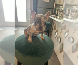 French Bulldog Puppy for sale in BOWLING GREEN, KY, USA