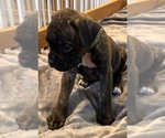 Small #2 Boxer