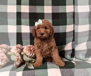 Goldendoodle (Miniature) Puppy for sale in OXFORD, PA, USA