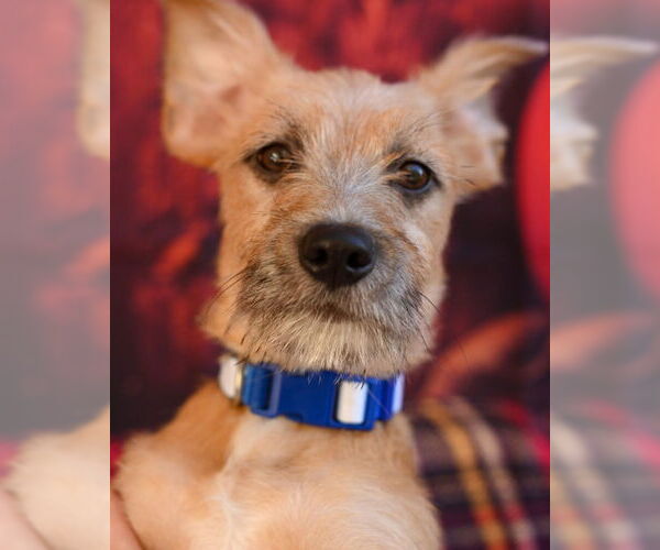 Medium Photo #1 Mutt Puppy For Sale in Gloversville, NY, USA