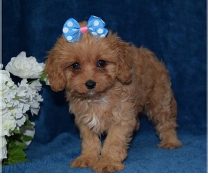 Cavapoo Puppy for sale in BARNESVILLE, KS, USA