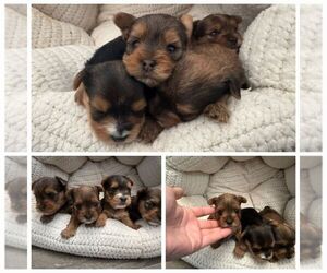 Yorkshire Terrier Puppy for sale in PALMDALE, CA, USA