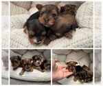 Small Yorkshire Terrier