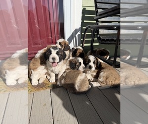 Saint Bernard Puppy for sale in OTIS, CO, USA
