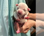 Small #1 Chiweenie