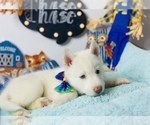 Small Photo #6 Siberian Husky Puppy For Sale in HESPERIA, CA, USA