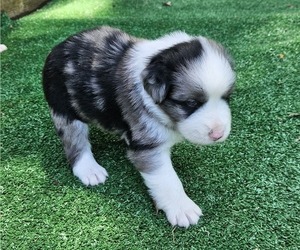 Australian Shepherd Puppy for sale in NELSON, VA, USA