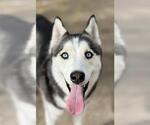 Small Siberian Husky