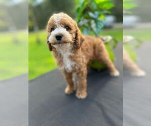 Poodle (Standard) Puppy for sale in MOTLEY, MN, USA