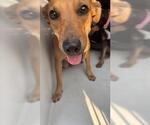 Small Labrador Retriever