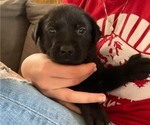 Small #2 Labrador Retriever