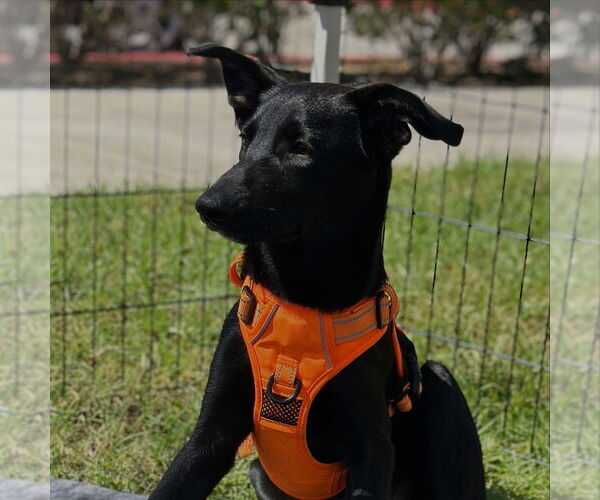 Medium Photo #4 Labrador Retriever-Unknown Mix Puppy For Sale in San Diego, CA, USA