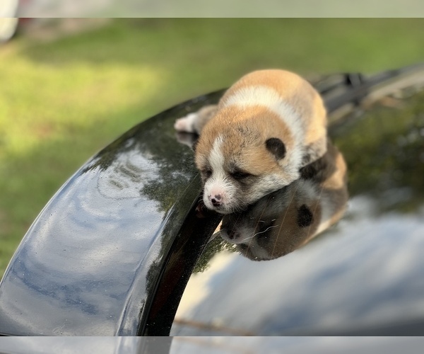 Full screen Photo #2 Akita Puppy For Sale in ARLINGTON, TX, USA