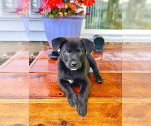 Mutt Dogs for adoption in Minneapolis, MN, USA