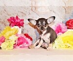 Small #4 Chihuahua