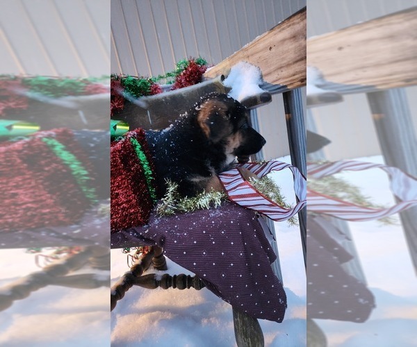 Medium Photo #1 German Shepherd Dog Puppy For Sale in GREENWOOD, WI, USA