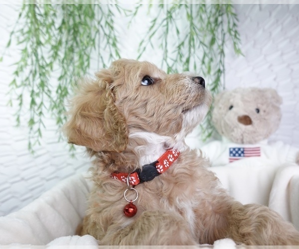 Medium Photo #1 Goldendoodle Puppy For Sale in NASHVILLE, TN, USA