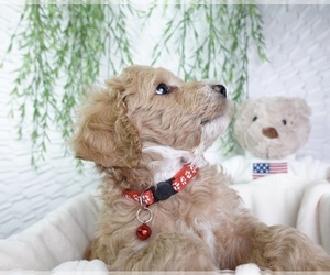 Goldendoodle Puppy for sale in NASHVILLE, TN, USA
